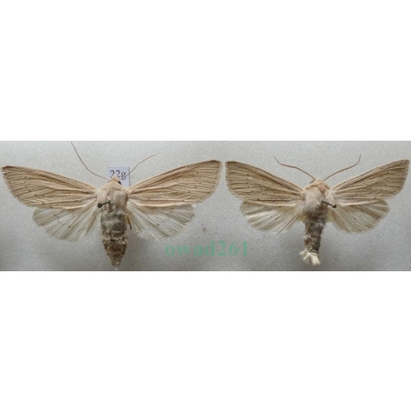 Rhizedra lutosa (Hübner, 1803) pair Badylica żółtaczka Czech22g